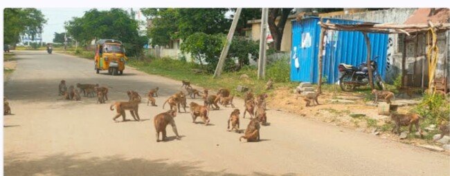 మండల కేంద్రంలో కోతులు బాబోయ్ కోతులుమనషులపై ఎగబడి కరుస్తున్న కోతులుగత నెల రోజుల క్రితం సుమారు 20 మందిపై కోతులుదాడిపట్టించుకోని అధికారులు, ప్రజాప్రతినిధులు…